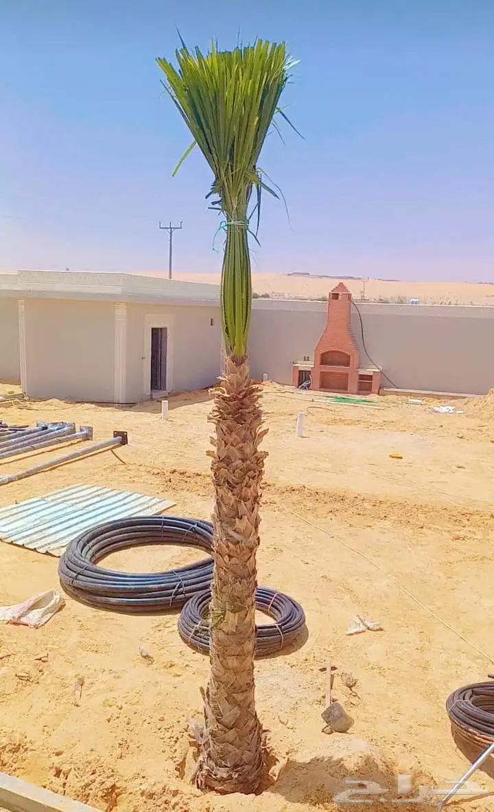 يوجد لدين جميع انواع انخيل المثمره وزينه وقلع وغرس وتركيب شب 3