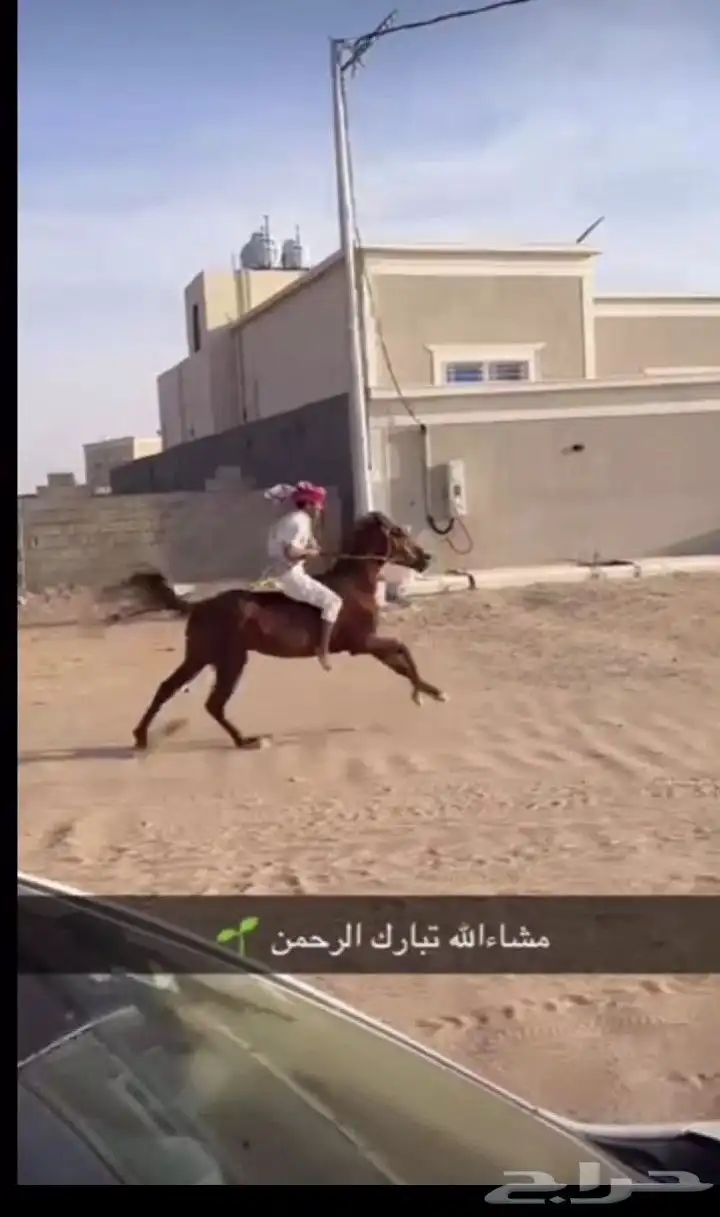 خيل شعبي صافي index