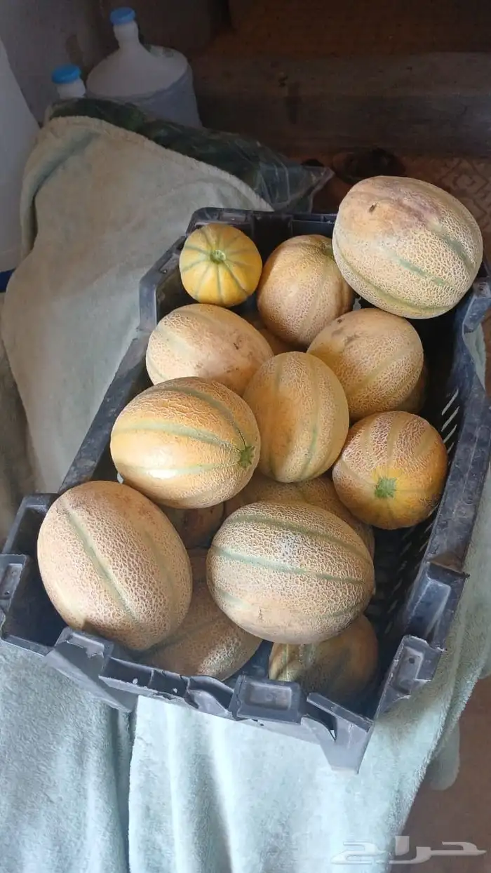شمام 2