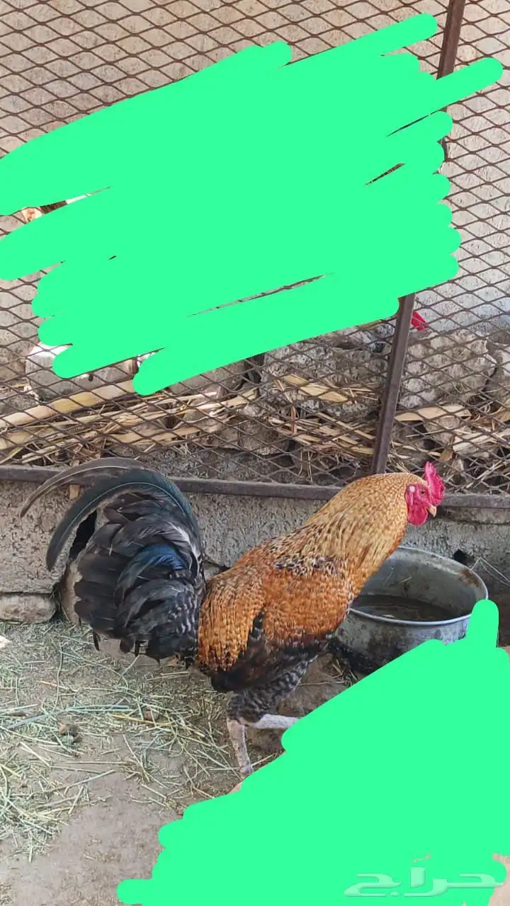 ديك بلدي على أصول ماشاء الله تبارك الله 0