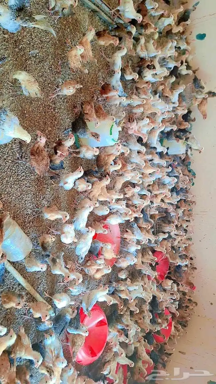 صوص بلدي 6