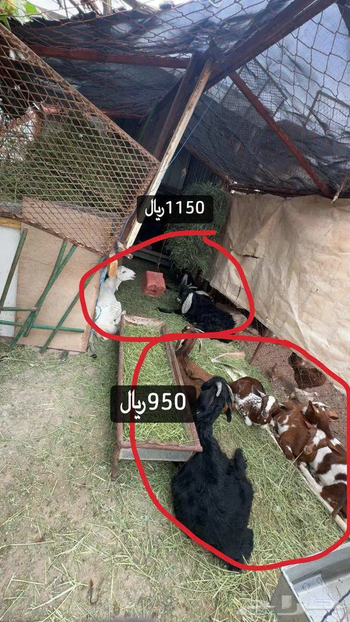 جميع الغنم 1