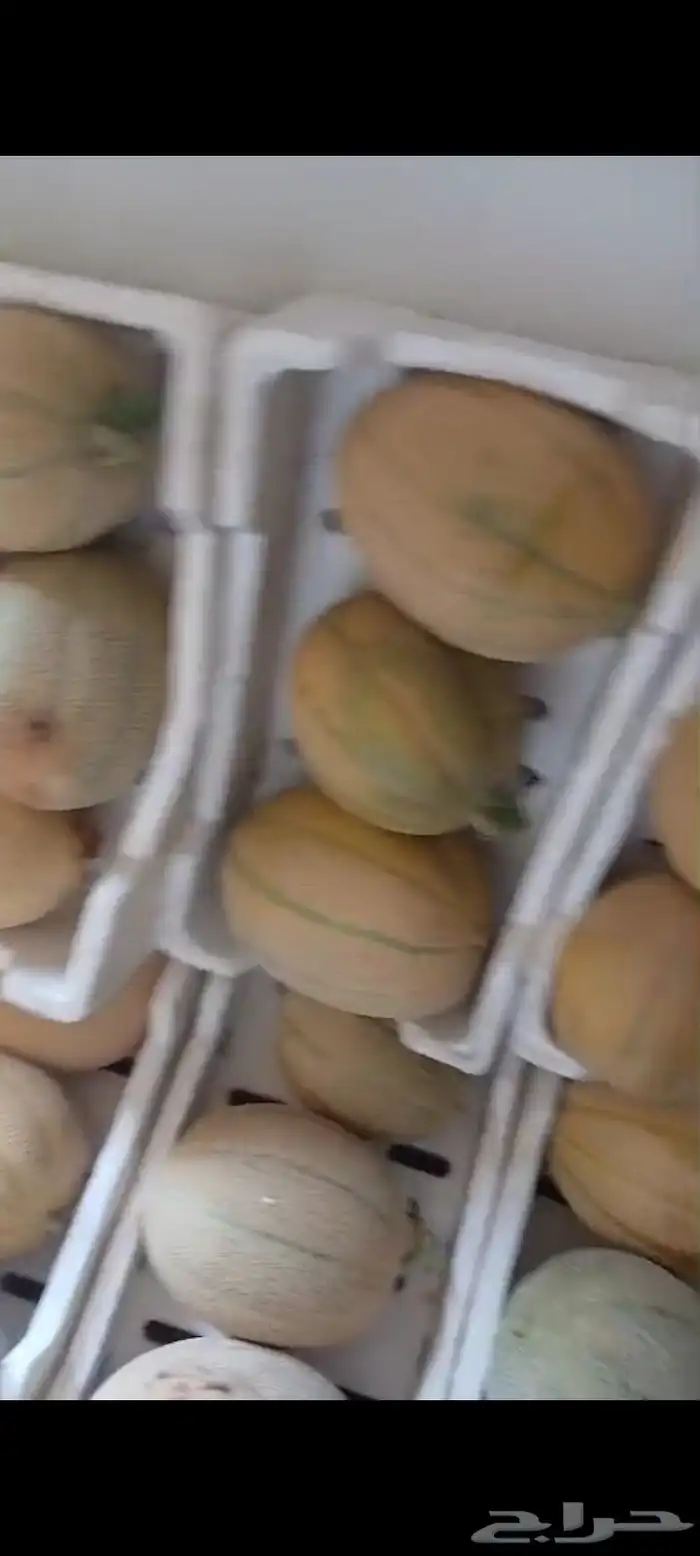 شمام 1