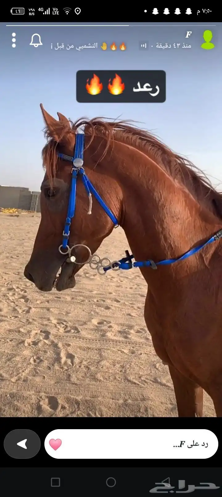 خيل شعبي صافي index