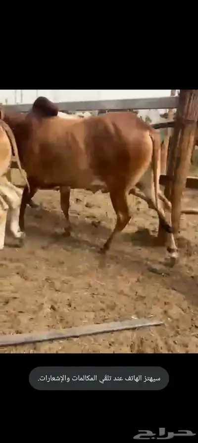 العرض عندنا بس فيدي و تيوس بربري وعجول برازيلي و عشوان 7