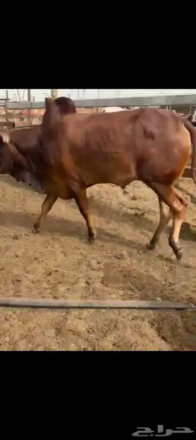 العرض عندنا بس فيدي و تيوس بربري وعجول برازيلي و عشوان 5