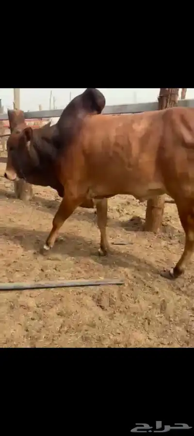العرض عندنا بس فيدي و تيوس بربري وعجول برازيلي و عشوان 6
