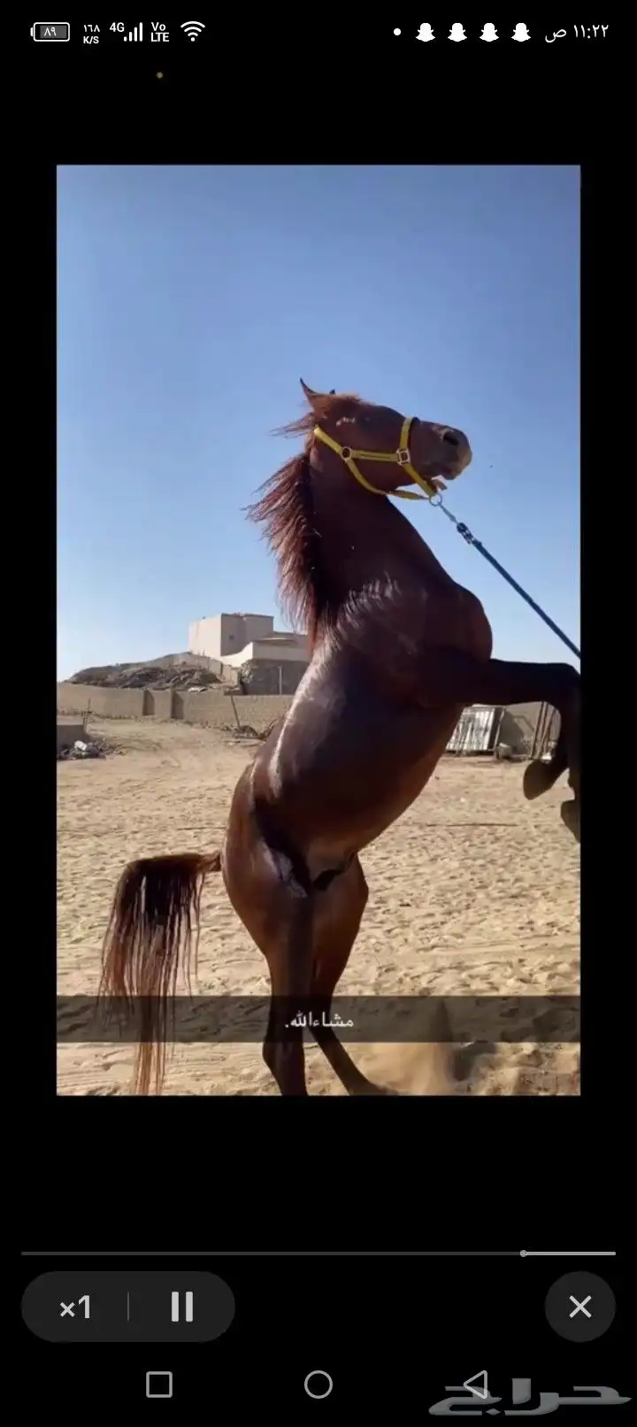 خيل شعبي صافي index