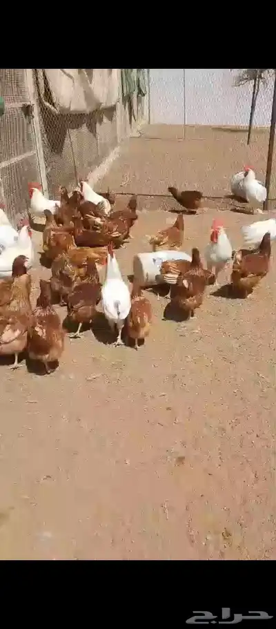 دحاج لوهمان بيور صافي 2