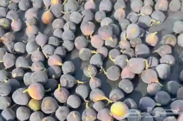 حماط _ ميسان 0
