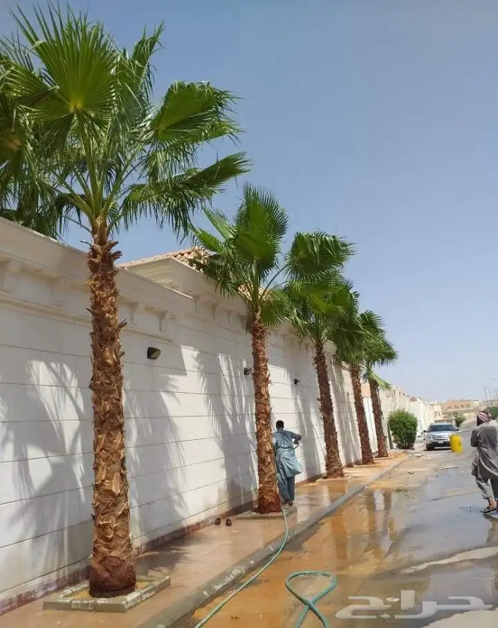 نخل واشنطني زينه index