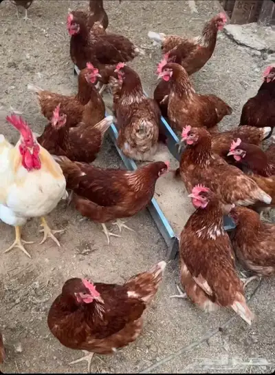 دحاج لوهمان بيور صافي 1
