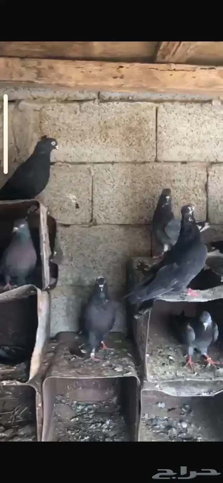 حمام قطايف جو الزوج على 50 1