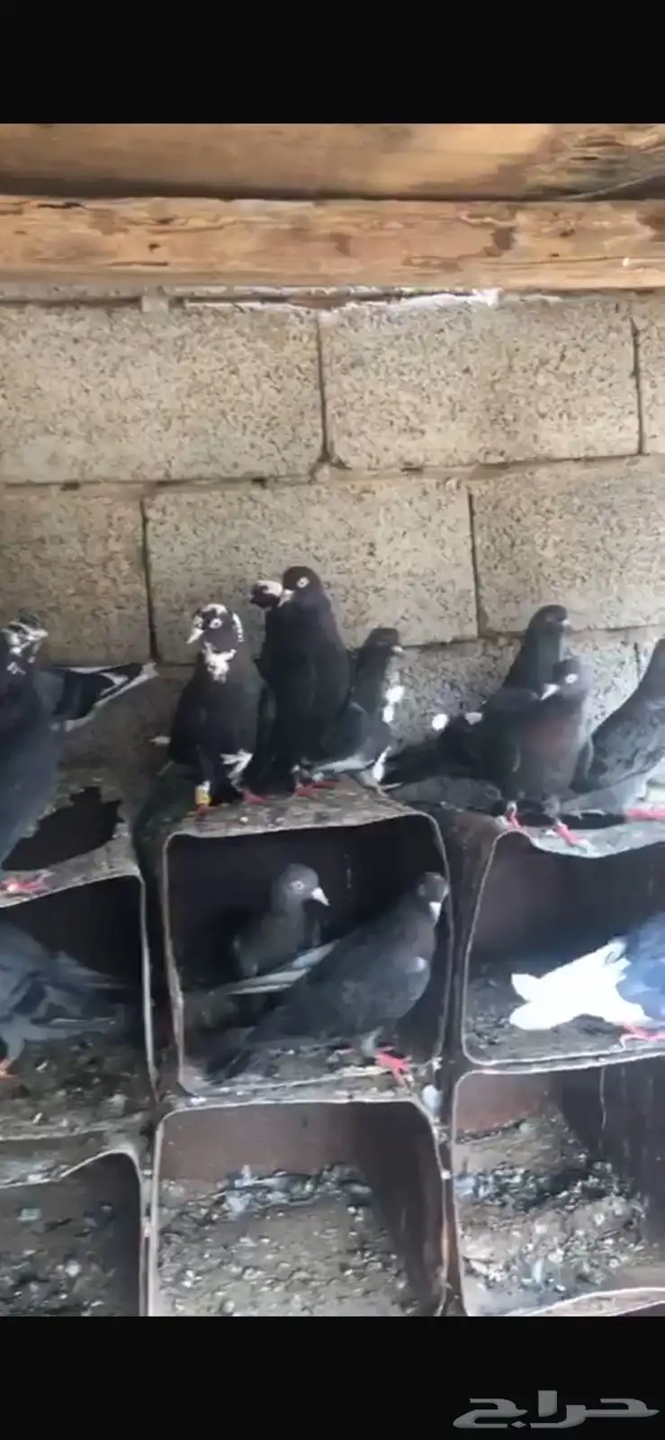 حمام قطايف جو الزوج على 50 2