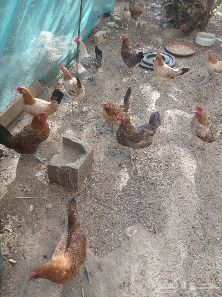 دجاج بلادي للبيع 0