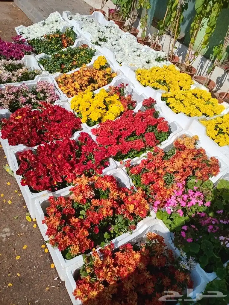 تنسيق حدائق 9