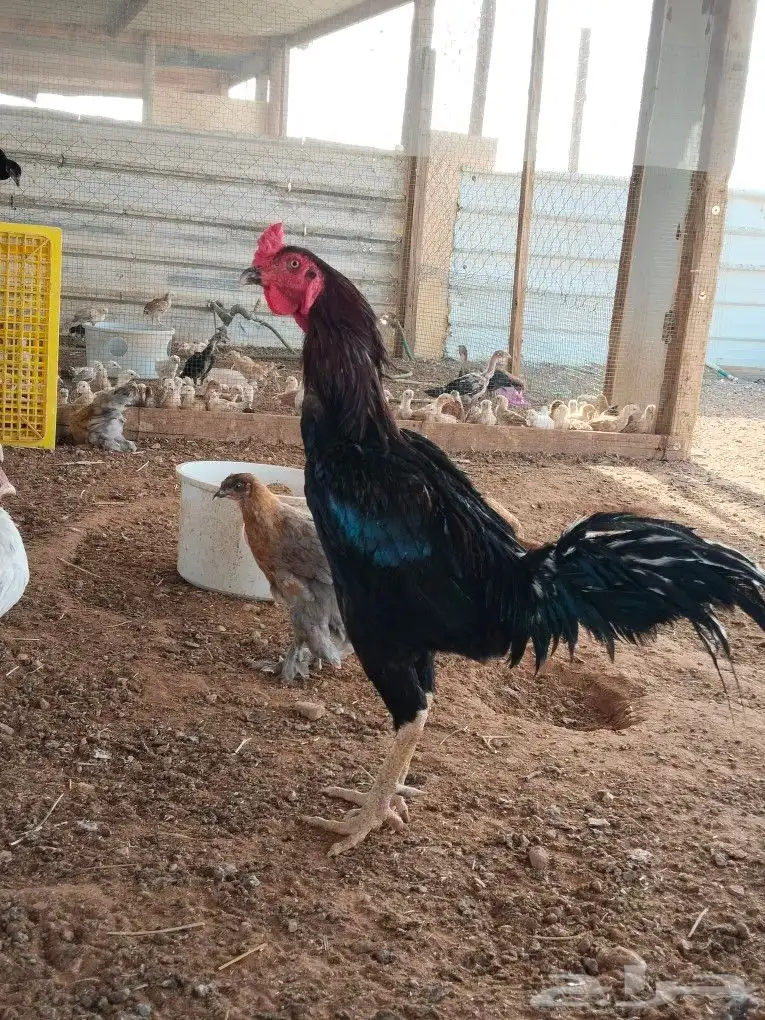 ديوك دجاج فارسي 0