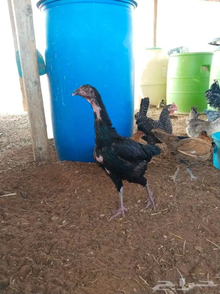 ديوك دجاج فارسي 3