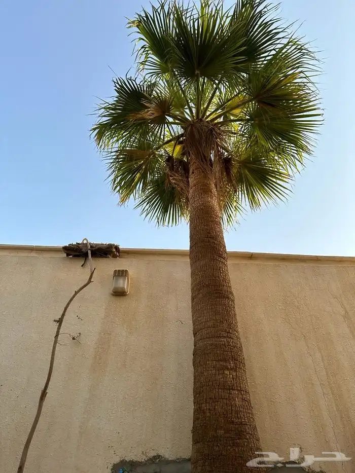 يوجد لدينا نخل عربي واشنطني وتكريب وتنظيف النخل 6