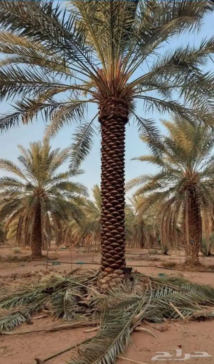 نقوم بتوريدوزرعه جميع انواع النخيل وجميع الاشجار 1