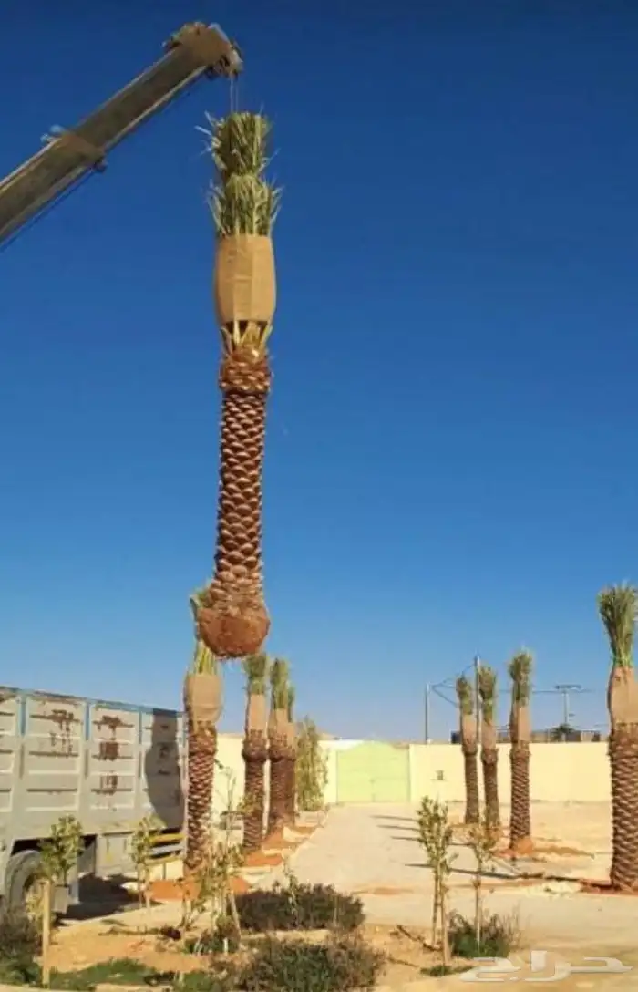 نقوم بتوريدوزرعه جميع انواع النخيل وجميع الاشجار 0
