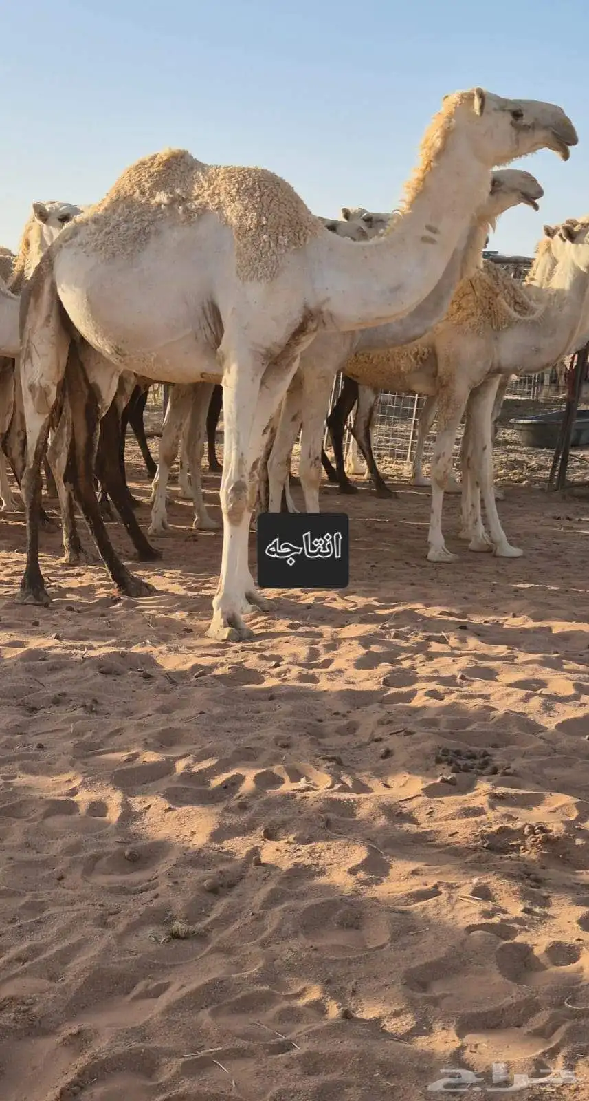 الفحل للبيع 4