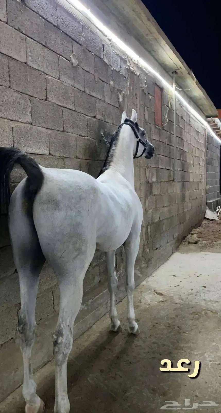 حصان واهو مصري بيور 4