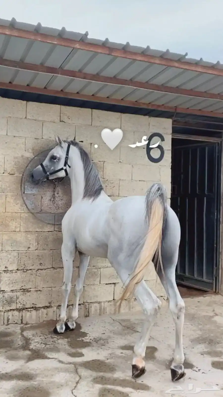 حصان واهو مصري بيور 8