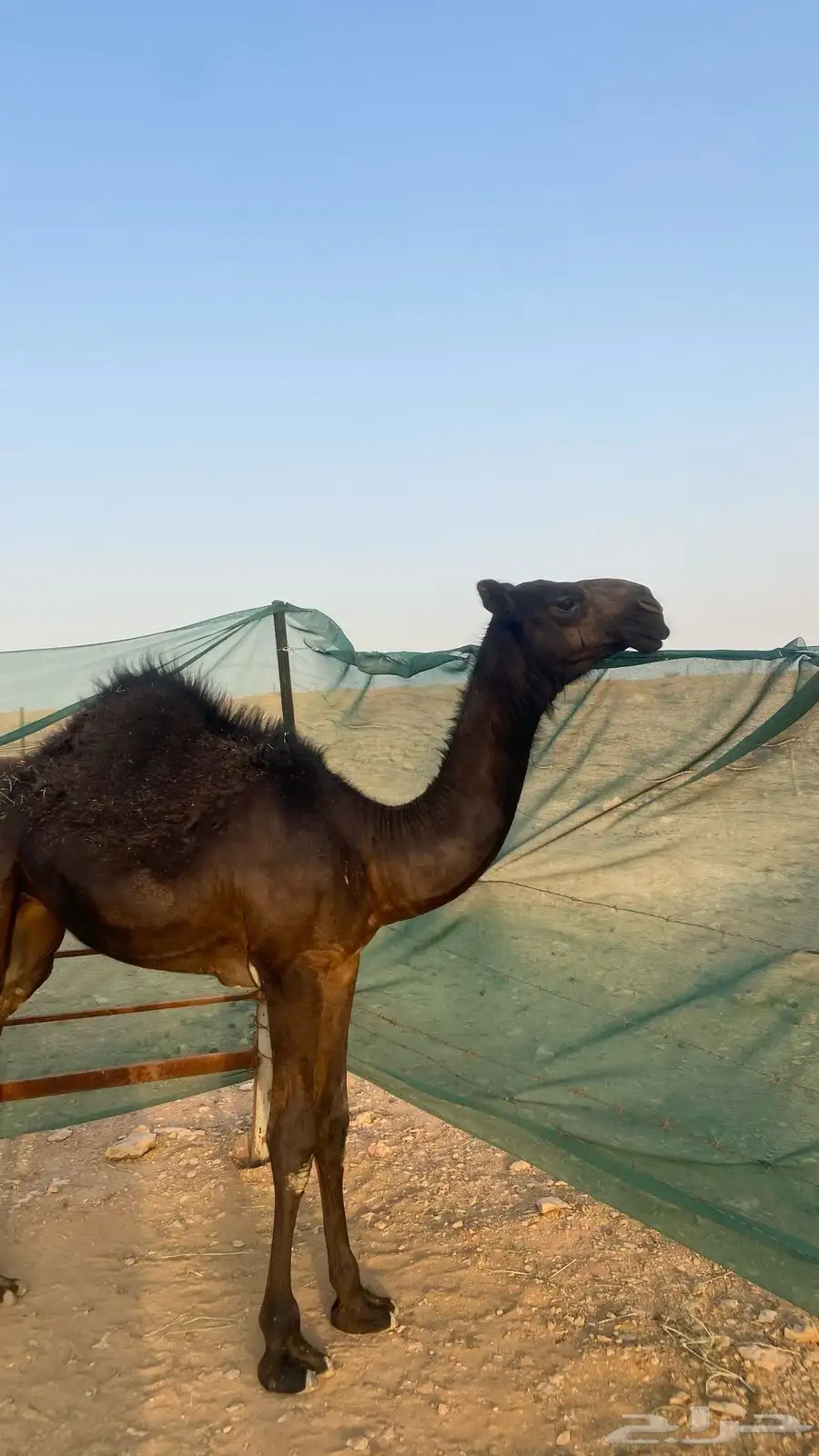 بكره حواره مجهم 0