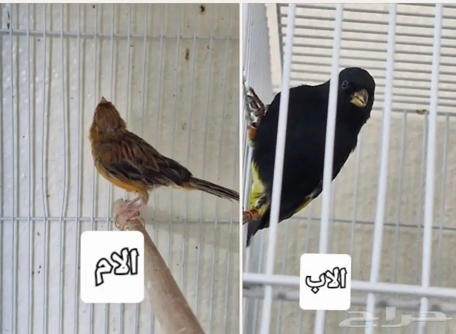 هجين سسكن أسود مع انثى كناري عدد 2 4