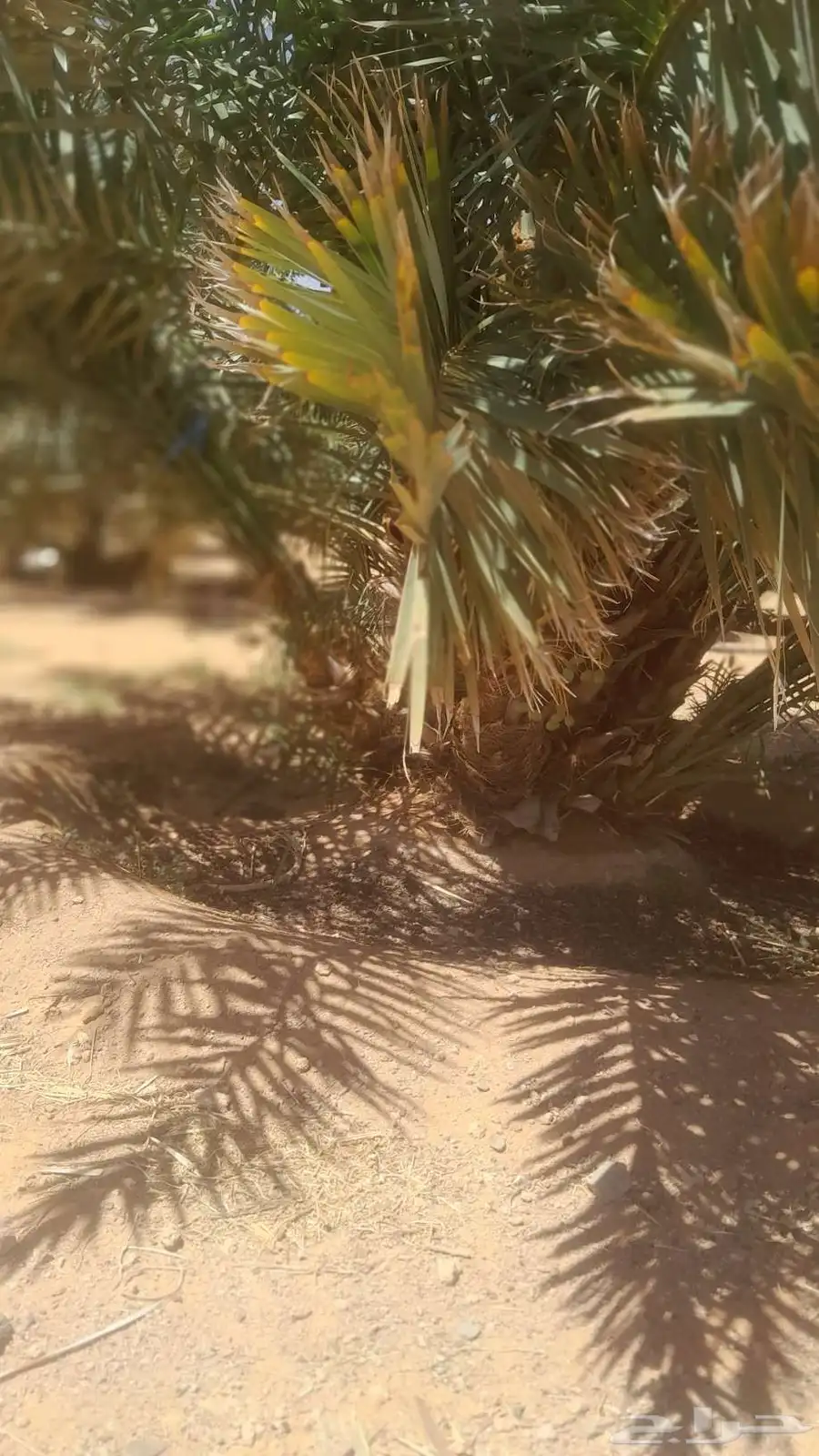 فسايل ونخيل بجميع انواعها 1