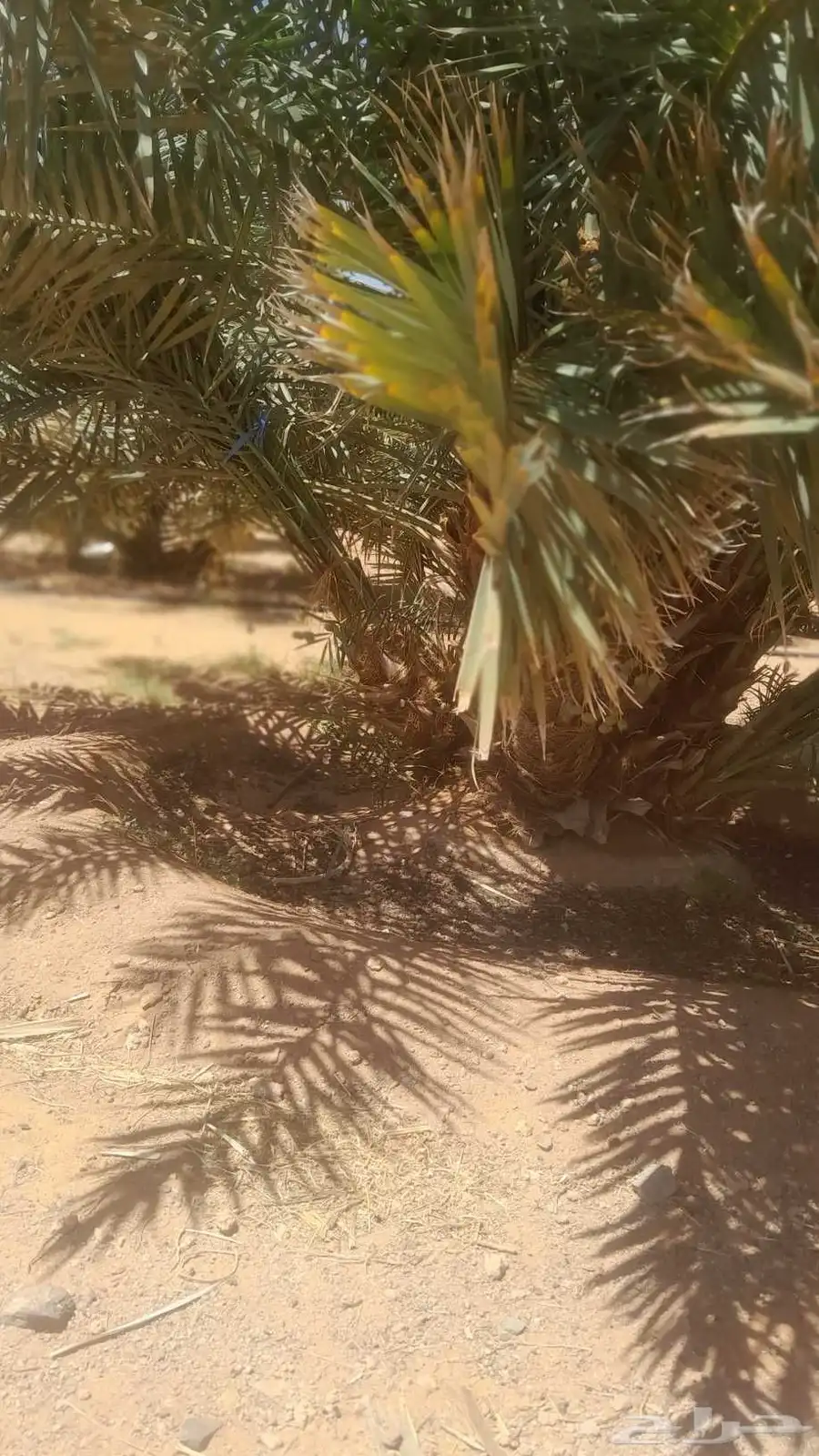 فسايل ونخيل بجميع انواعها 0
