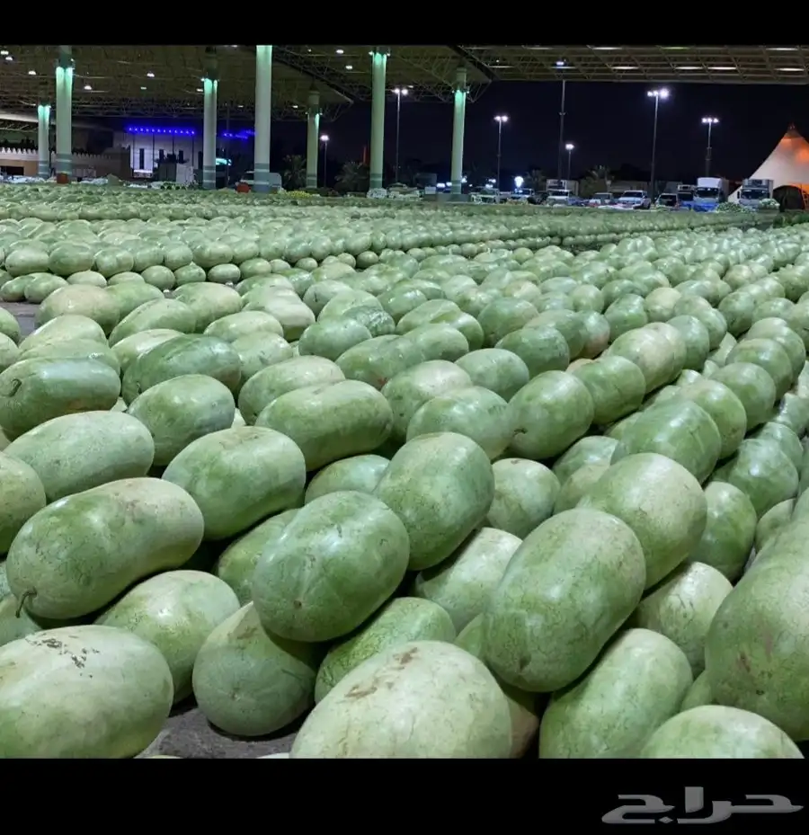 توريد بطيخ( جح ) 0