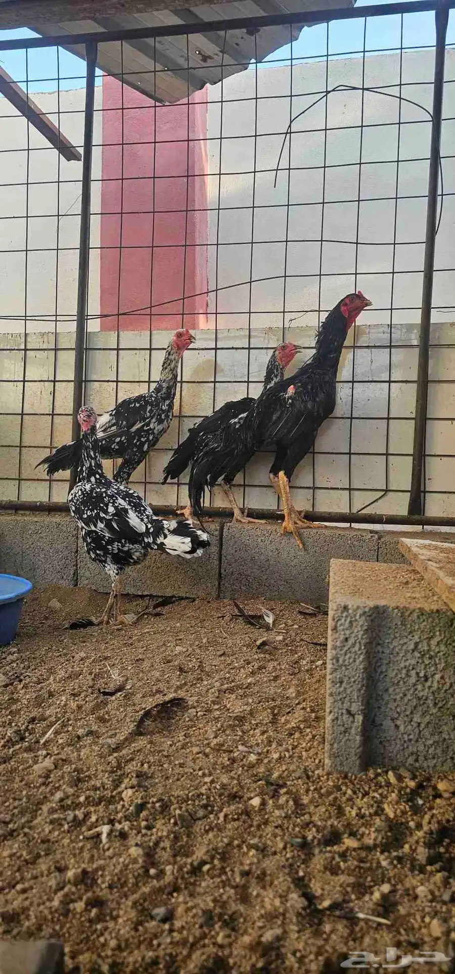 دجاج باكستاني سندي 1