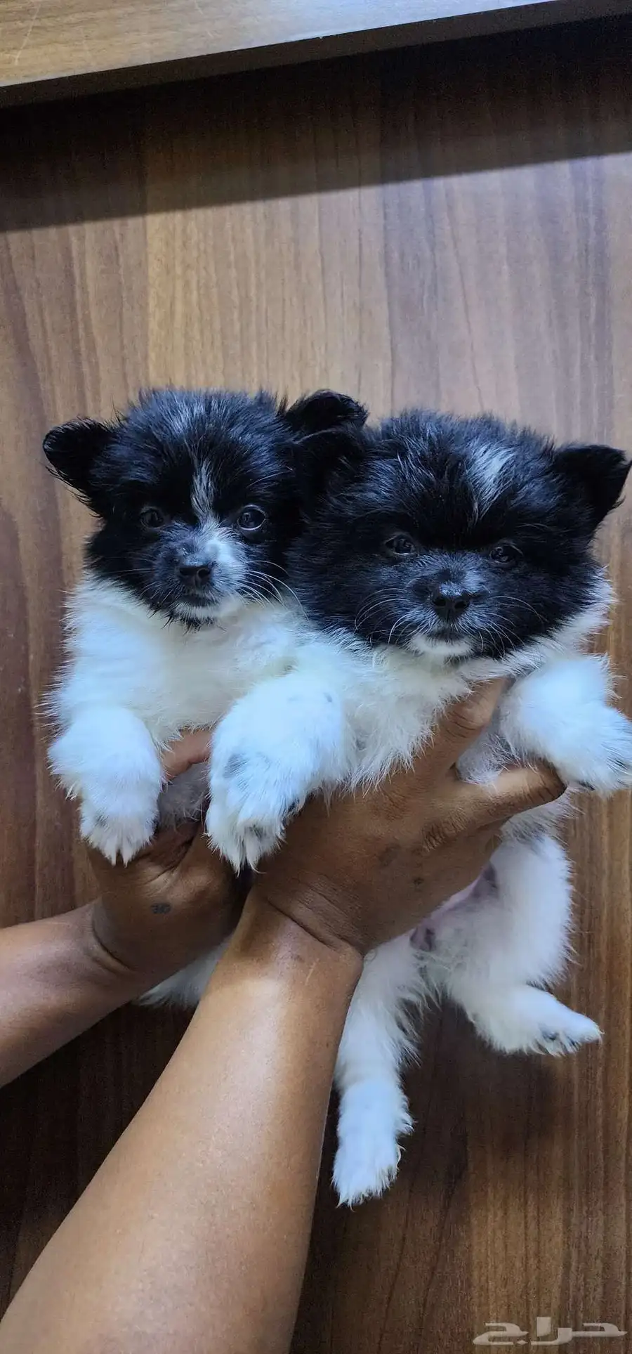 2-month-old Pomeranian puppies for sale index