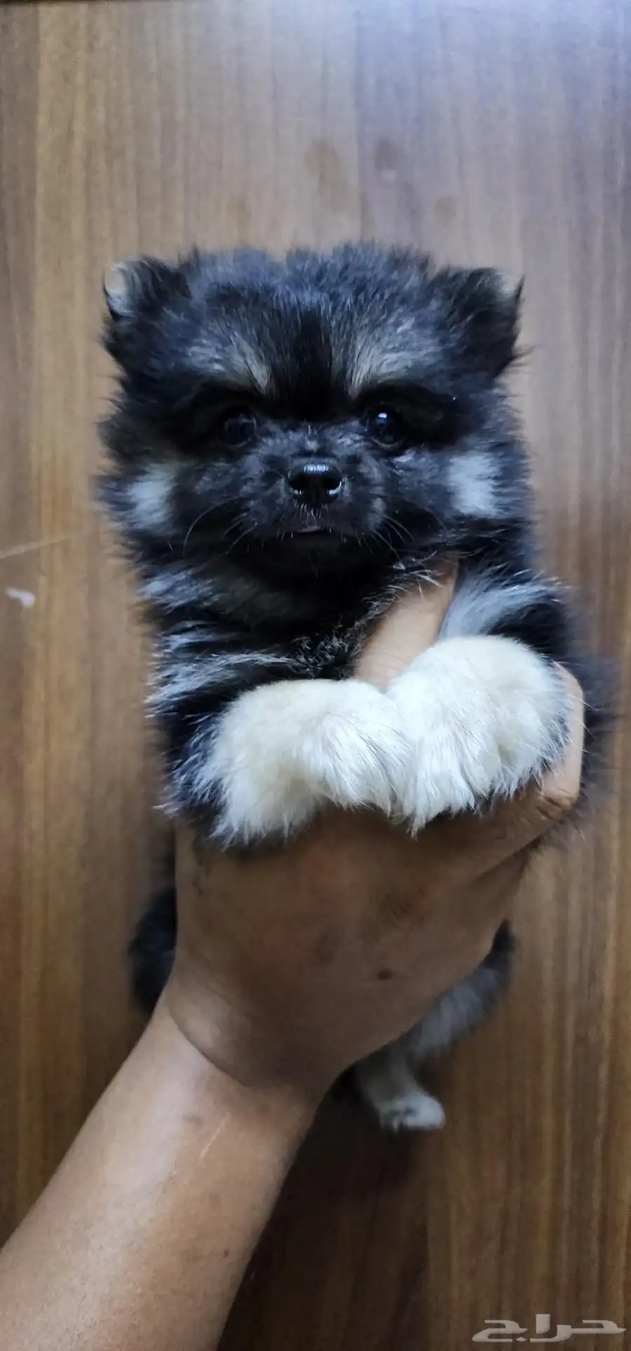 2-month-old Pomeranian puppies for sale index