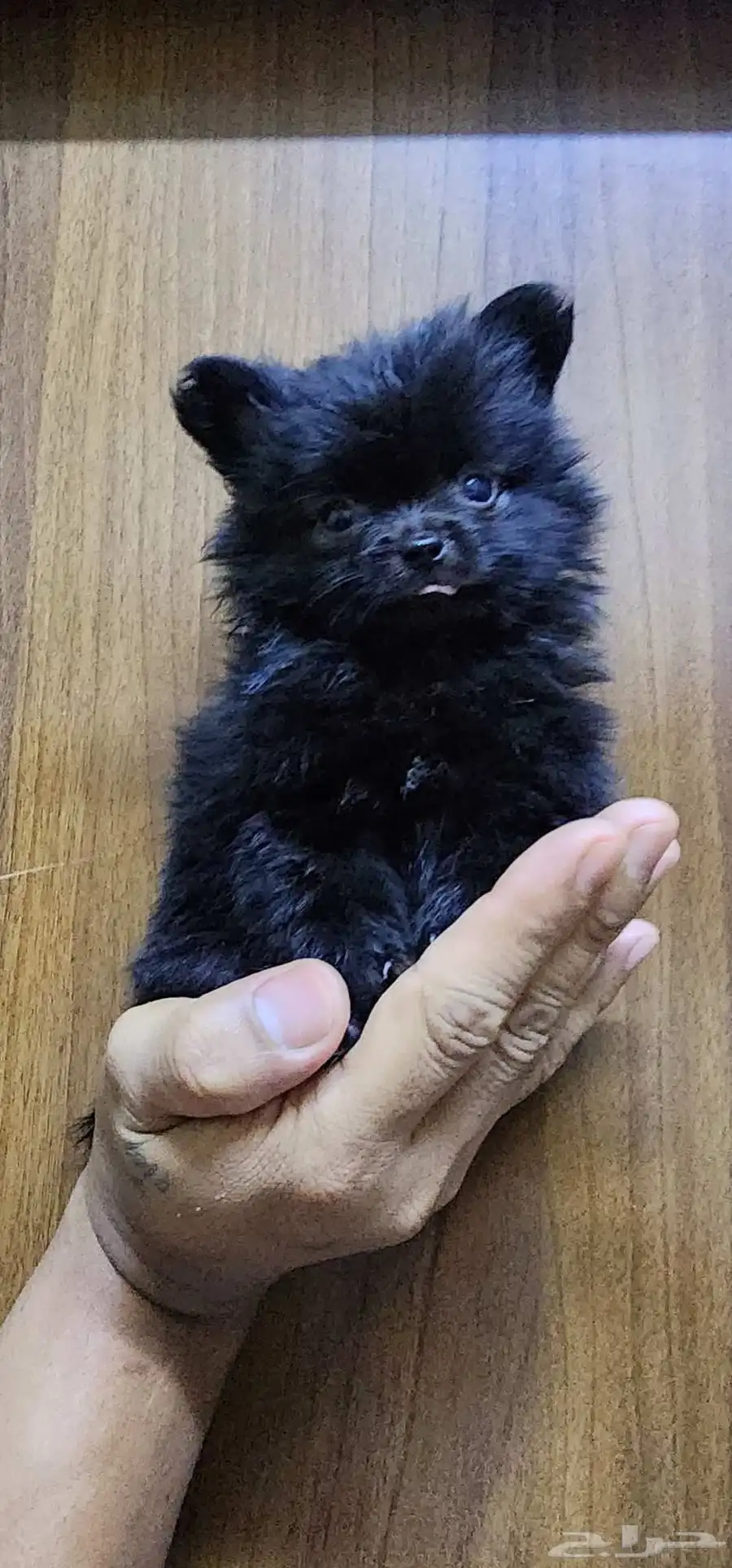 2-month-old Pomeranian puppies for sale index
