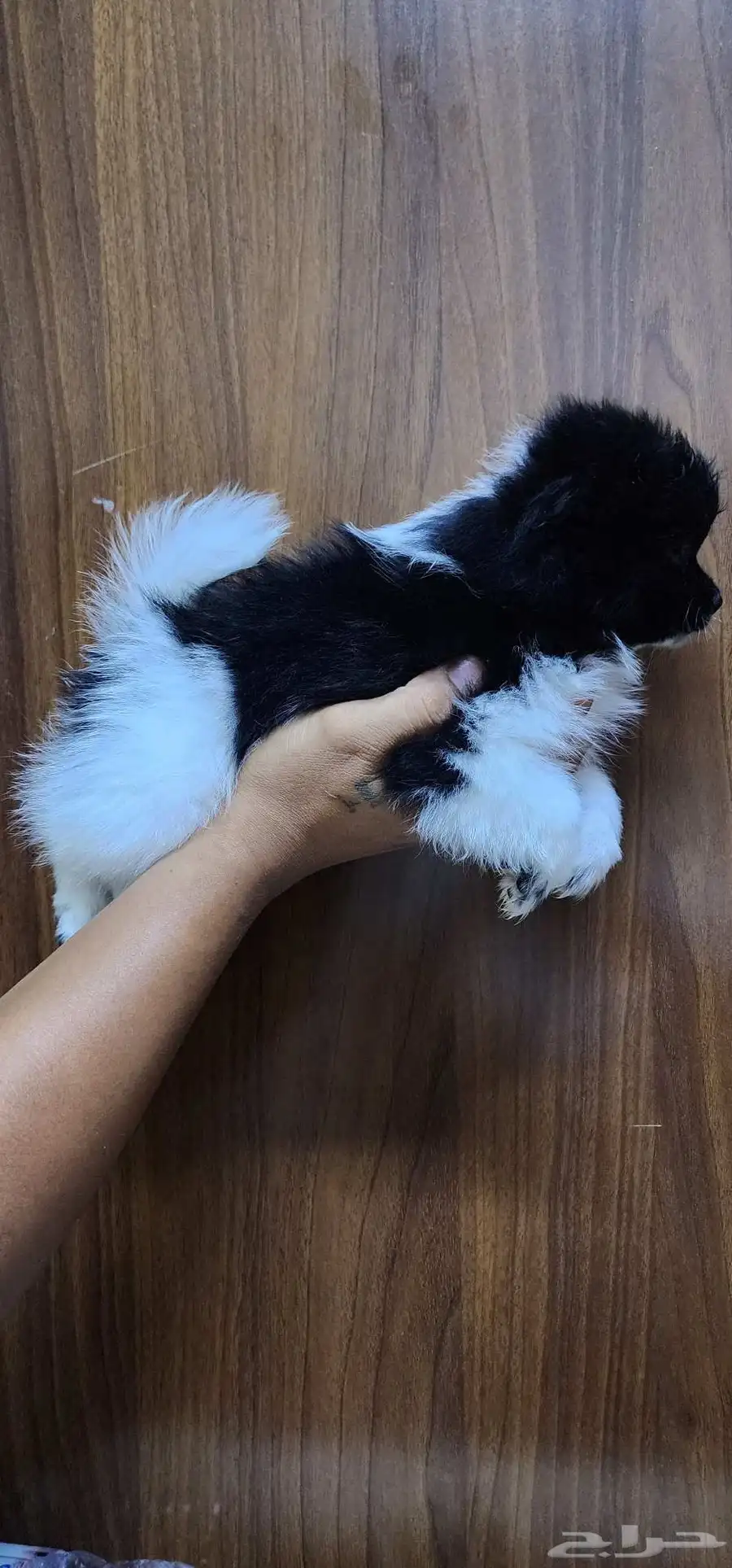 2-month-old Pomeranian puppies for sale index