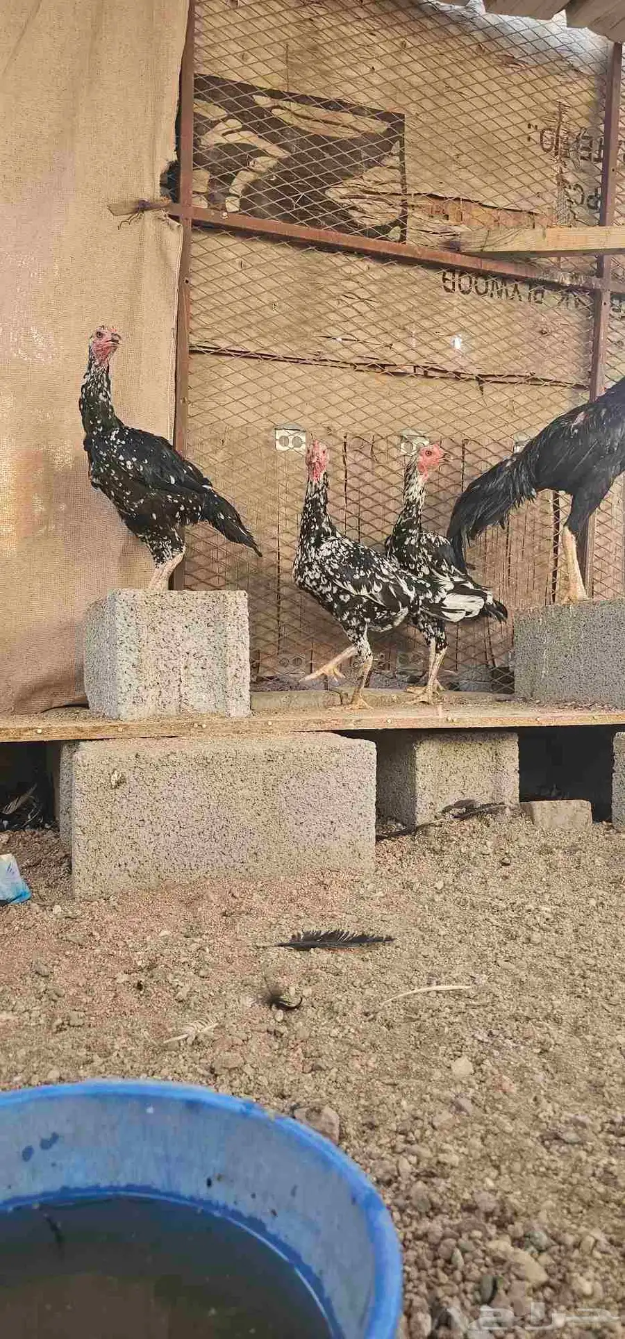 دجاج باكستاني سندي 2