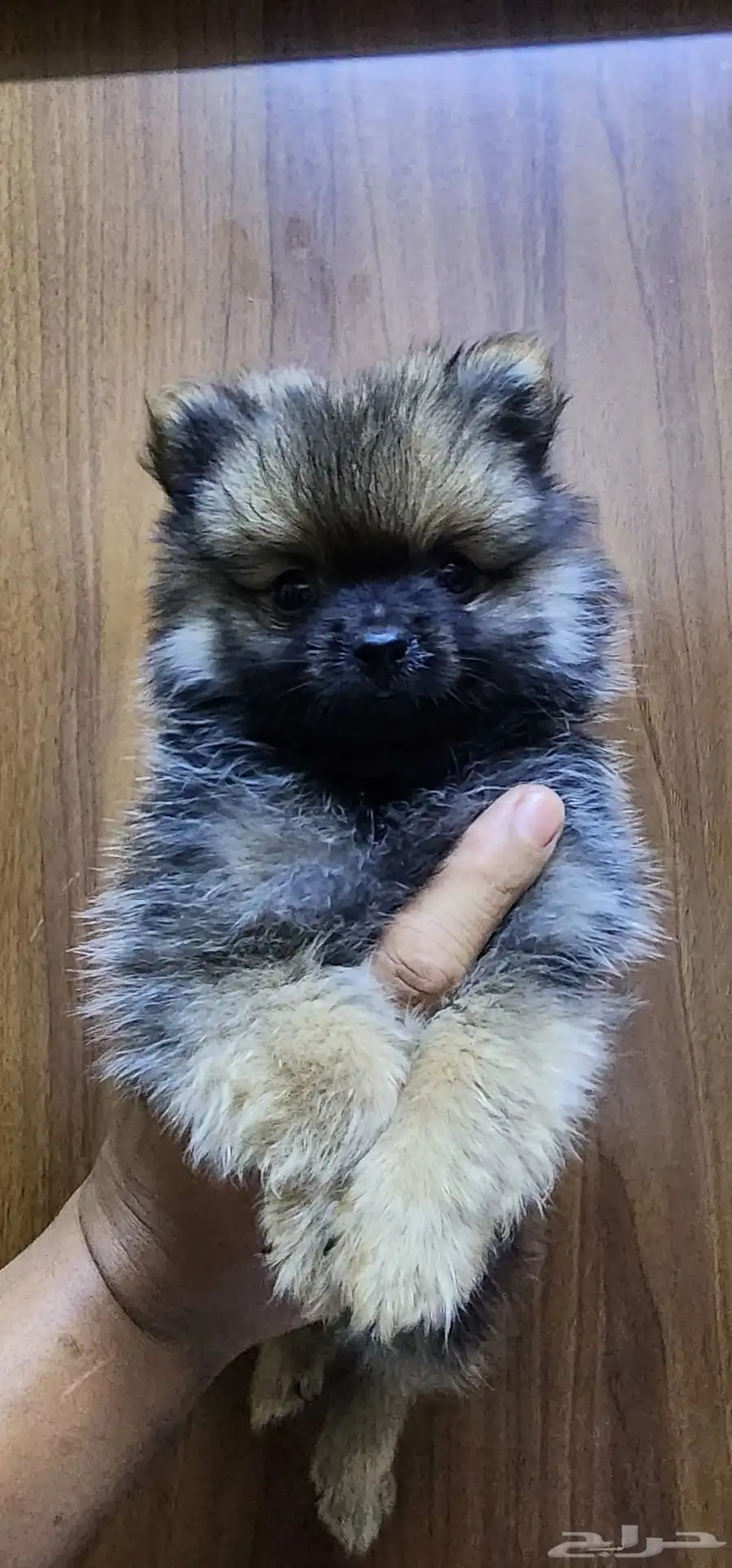 2-month-old Pomeranian puppies for sale index