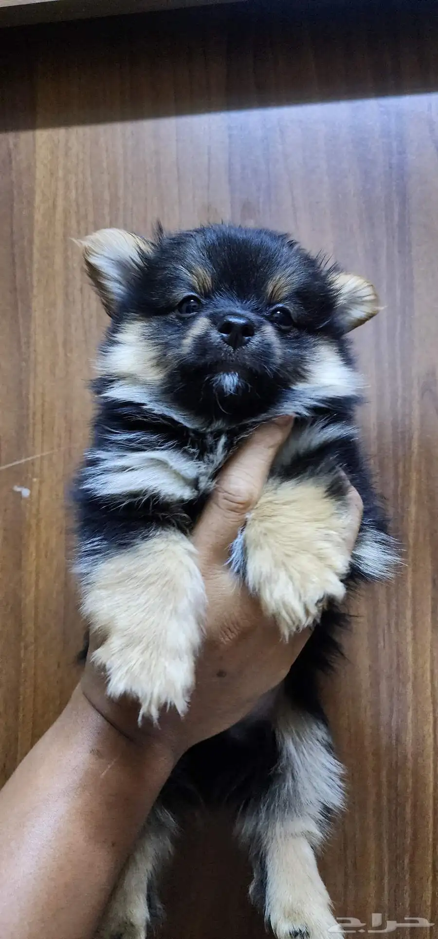 2-month-old Pomeranian puppies for sale index