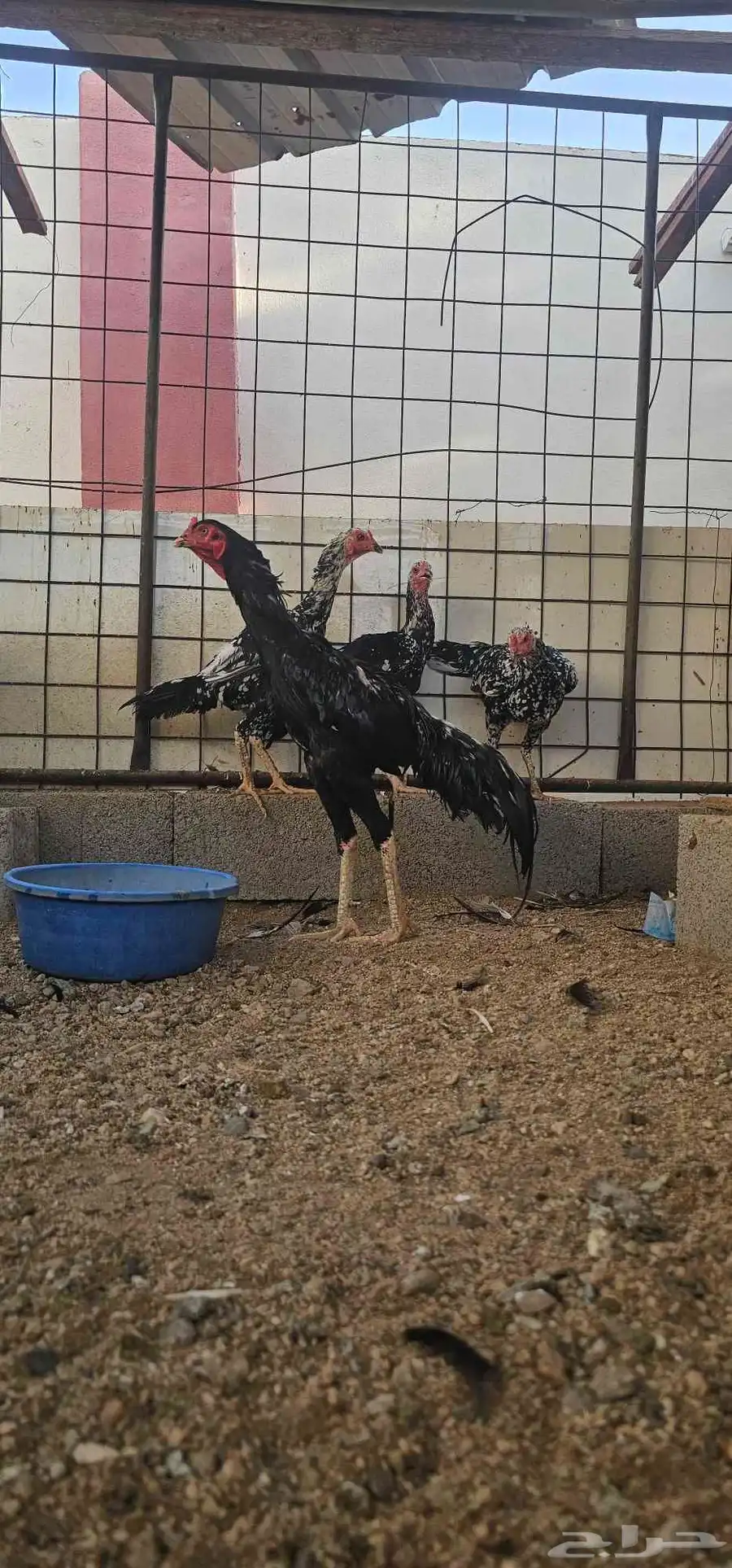 دجاج باكستاني سندي 0