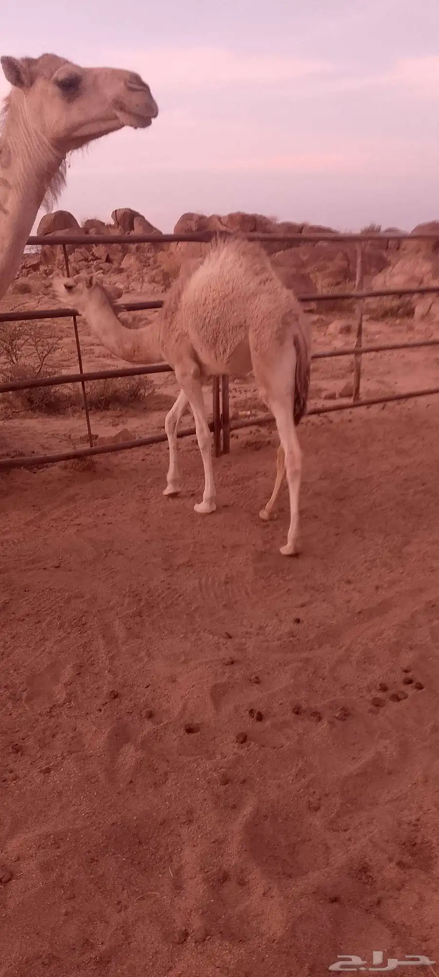 حشوان للبيع 2