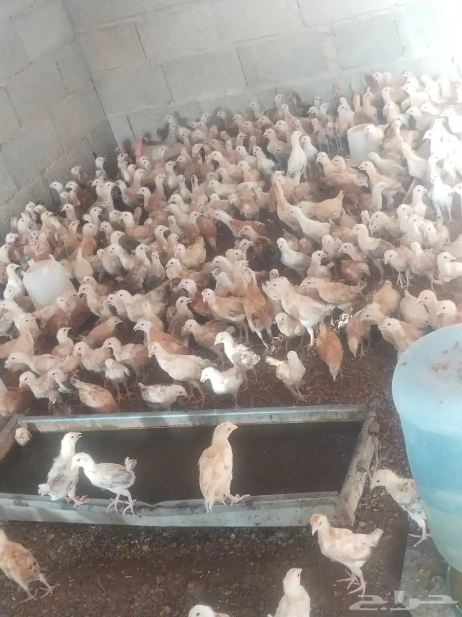 فروخ بلدي الوان فواتح للبيع العمر شهر ونص 2