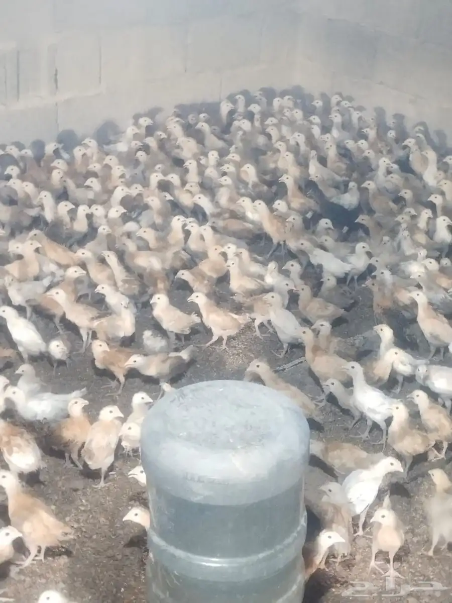 فروخ بلدي الوان فواتح للبيع العمر شهر ونص 1