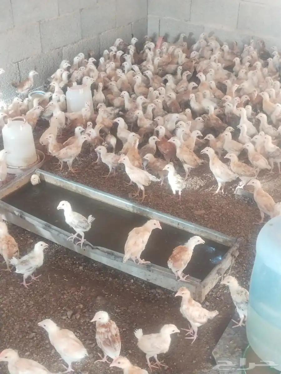فروخ بلدي الوان فواتح للبيع العمر شهر ونص 0