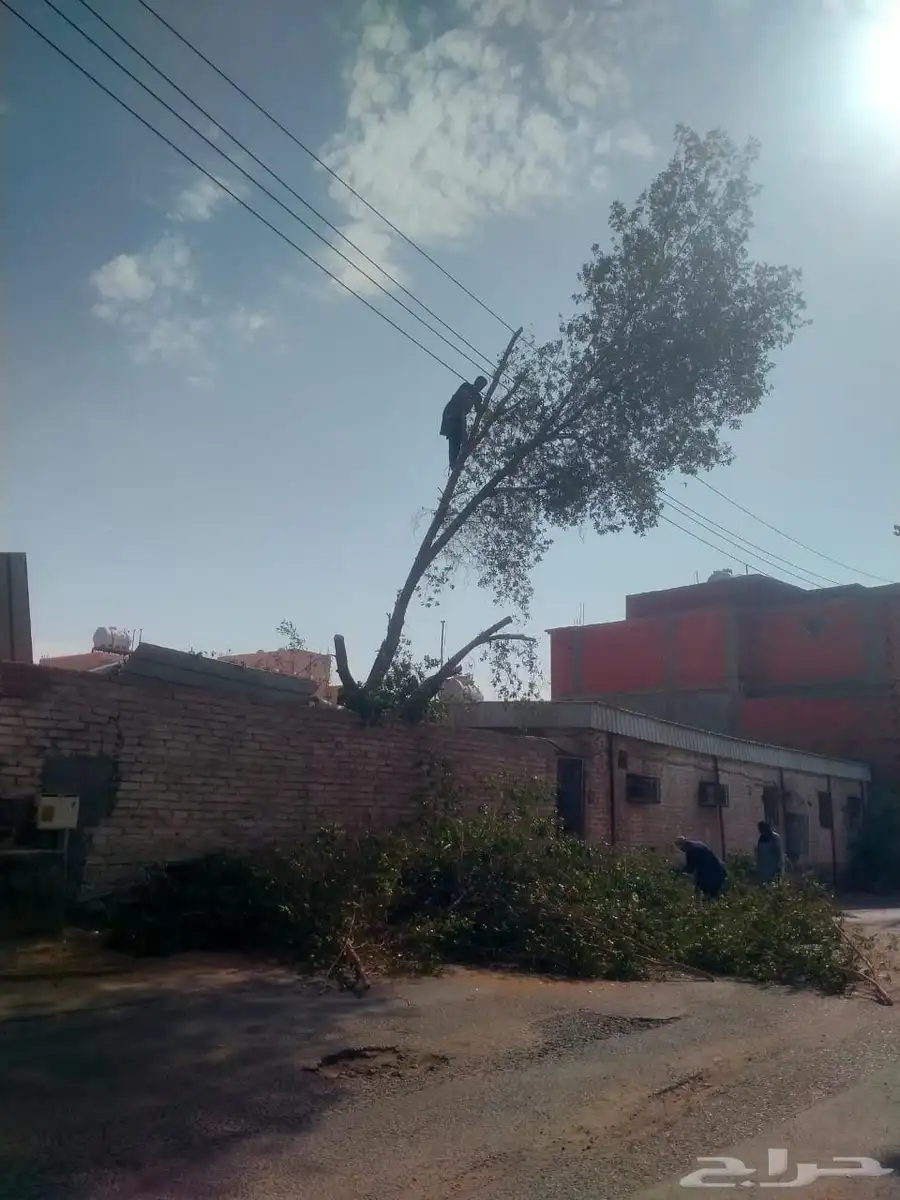 معلم قص شجر النخل ترتيب جده مكه 3