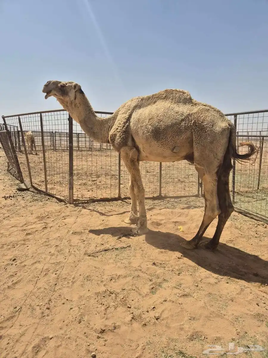 الفحل للبيع 2