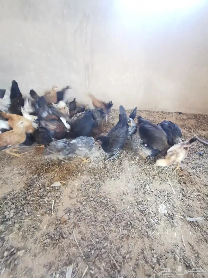 دجاج بلدي 12