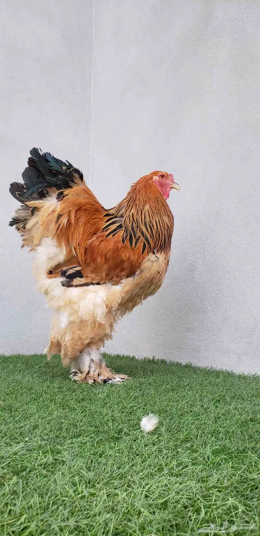 دجاج براهما اصايل دم فاخر ونادر 6
